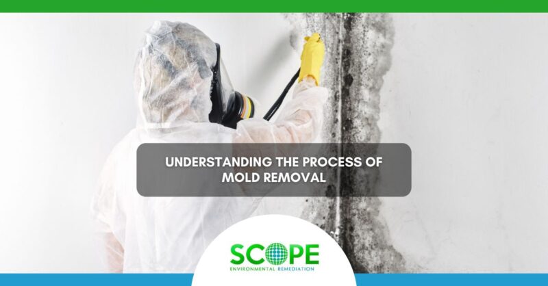 Understanding The Mold Remediation Process Scope Clean Scope