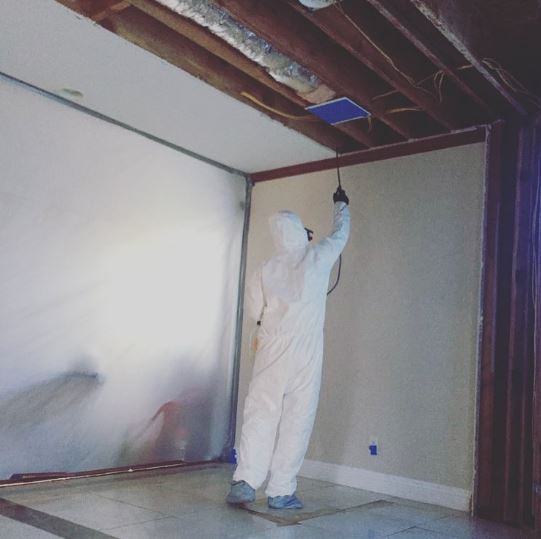 mold removal service