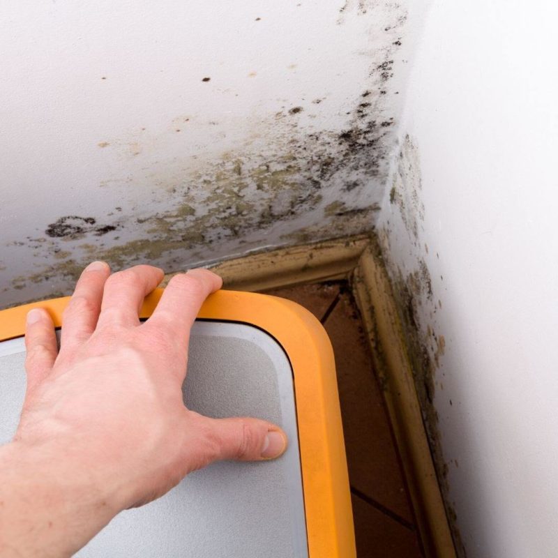 mold remediation