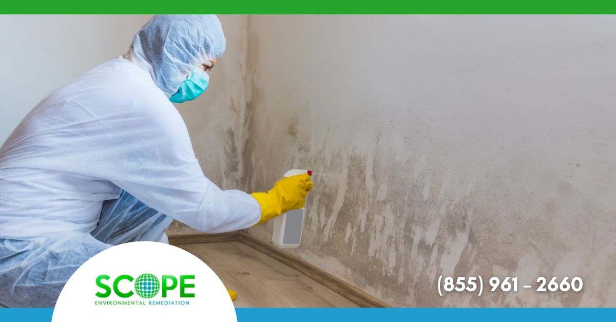 Mold Remediation