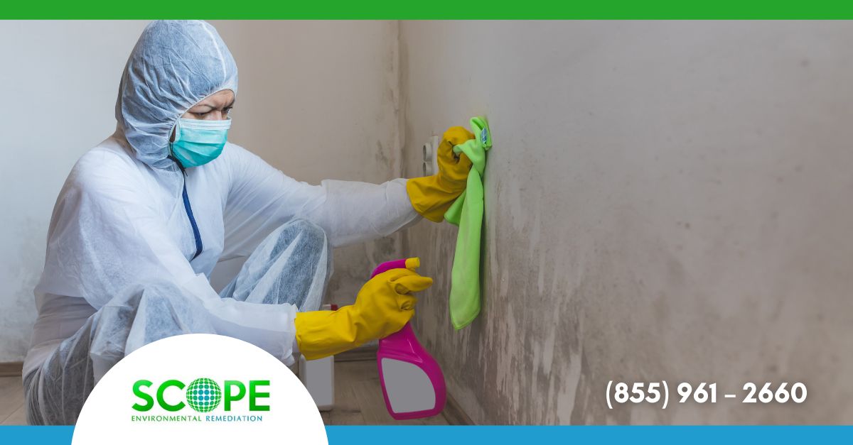 Mold Removal