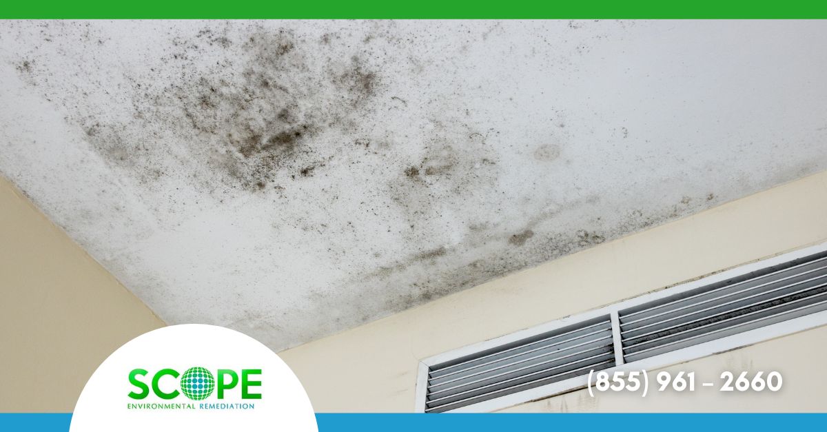 Black Mold Los Angeles