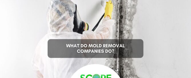 mold removal companies