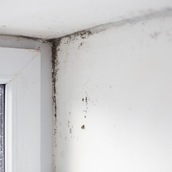 Mold Inspection Castaic