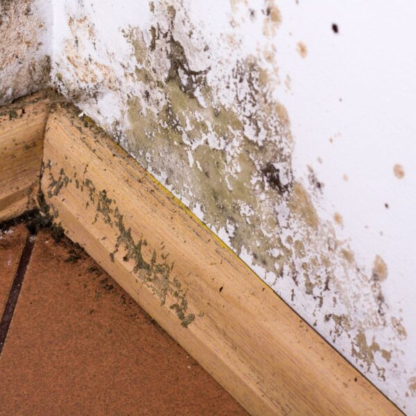 Mold Remediation Near Canyon Country