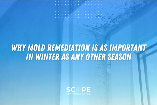 mold remediation in Valencia
