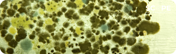 mold remediation valencia