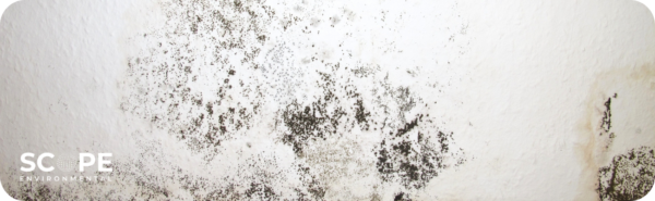 mold remediation santa clarita