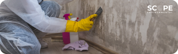mold remediation saugus