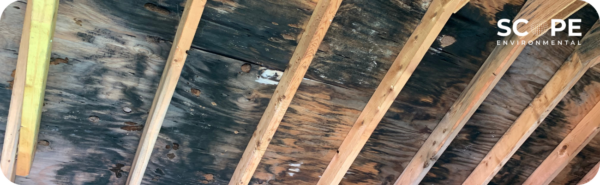 mold removal santa clarita