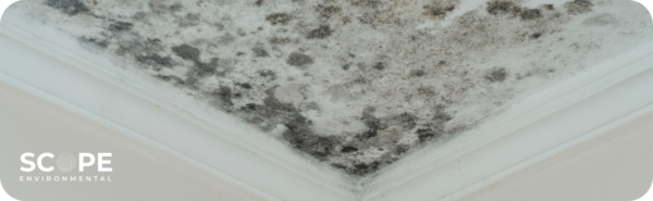 mold removal valencia