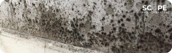 mold removal saugus