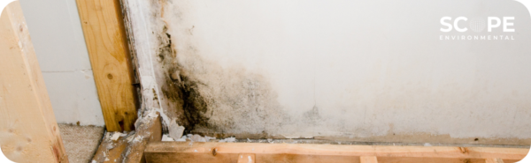 mold removal valencia