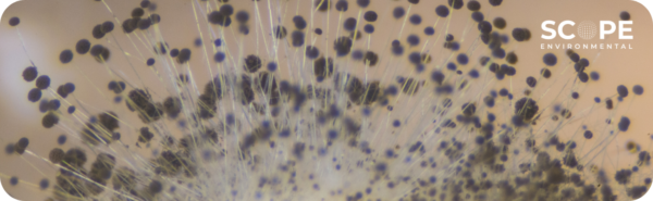 mold testing saugus