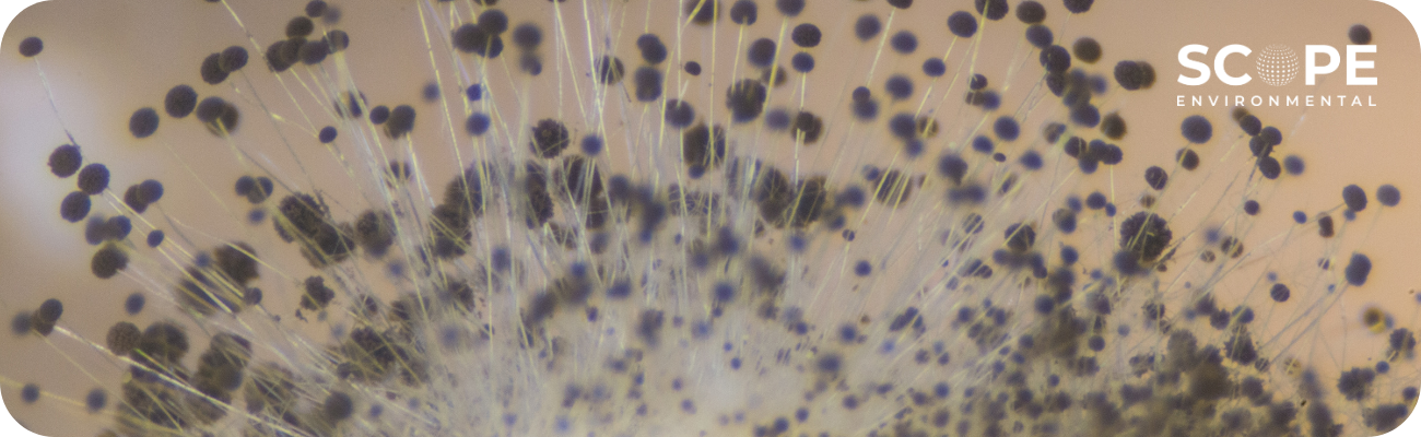 mold testing saugus