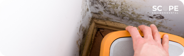 mold testing valencia