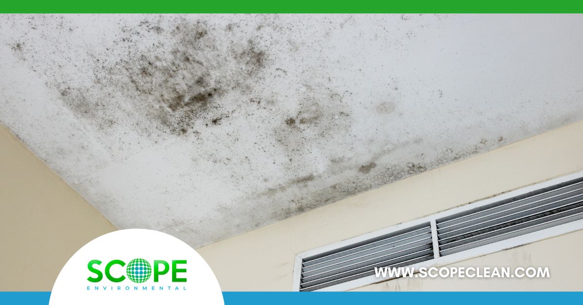 mold testing for Santa Clarita