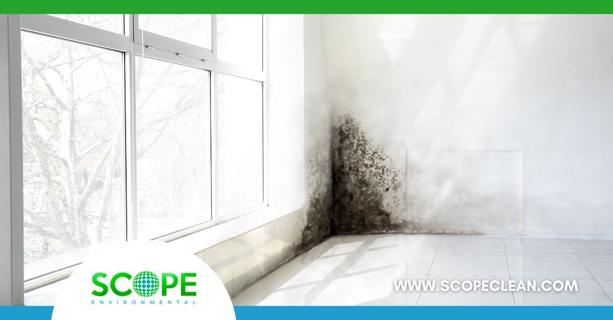 mold remediation