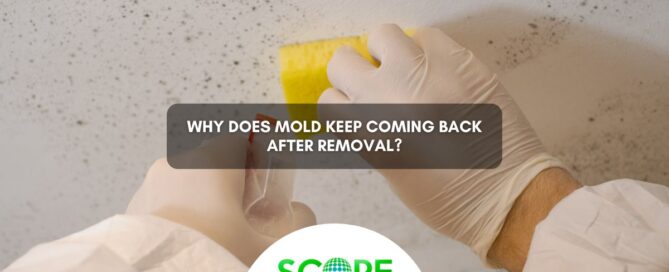 Why Does Mold Keep Coming Back After Removal